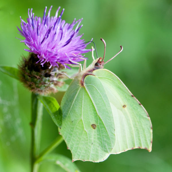 Citron (Gonepteryx rhamni) femelle &copy; J.-J. Carlier